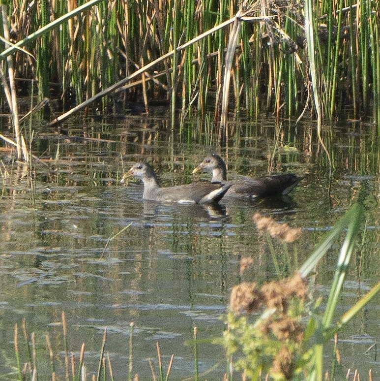 Eurasian Moorhen - ML638782675