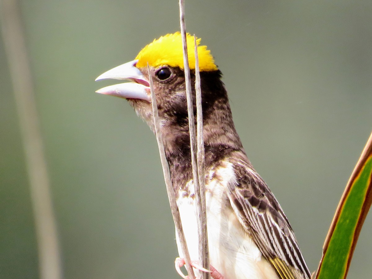 Black-breasted Weaver - ML638782701