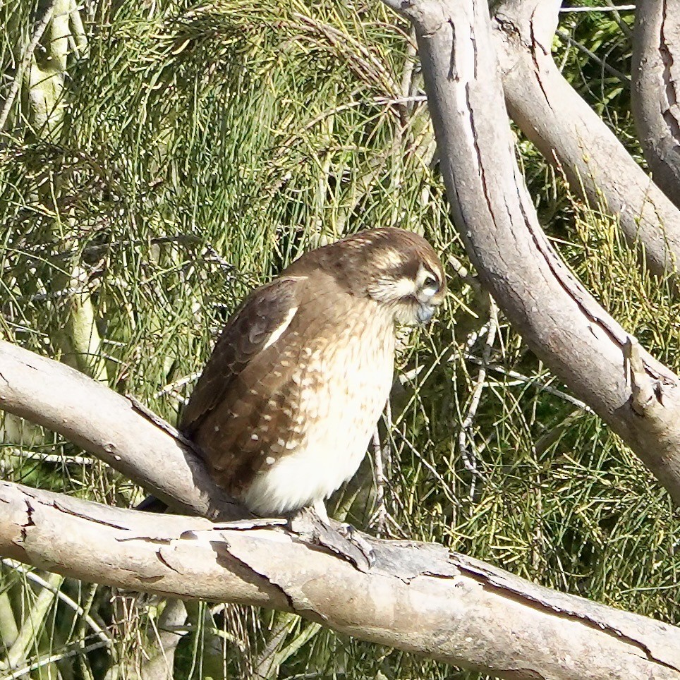Brown Falcon - ML638782703