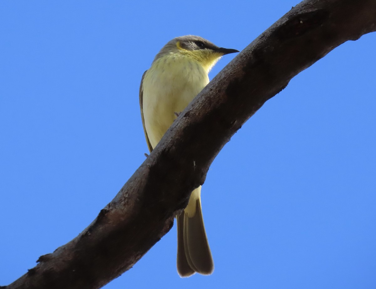 Gray-headed Honeyeater - ML638782705