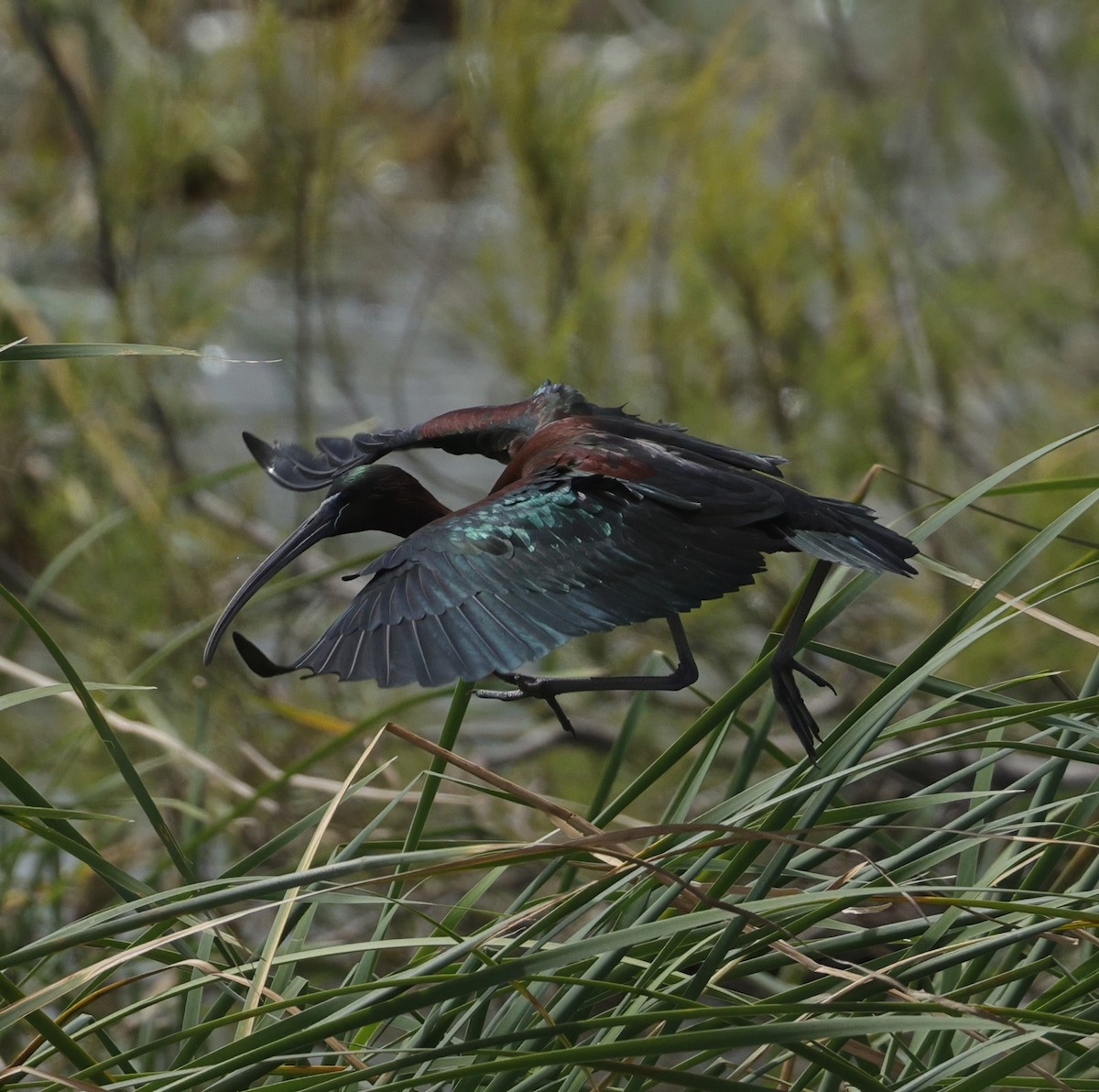 Glossy Ibis - ML638782709