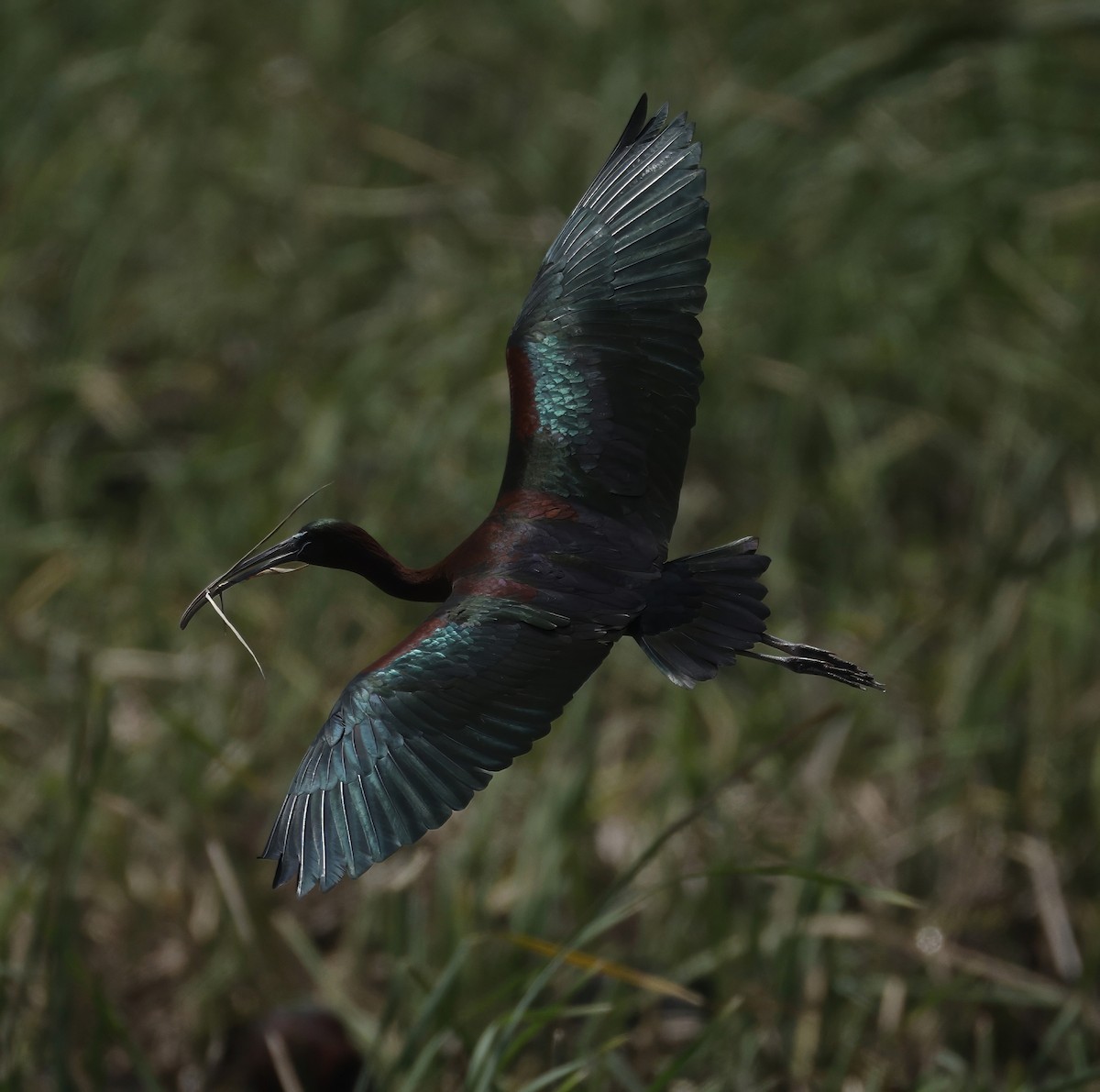 Glossy Ibis - ML638782712