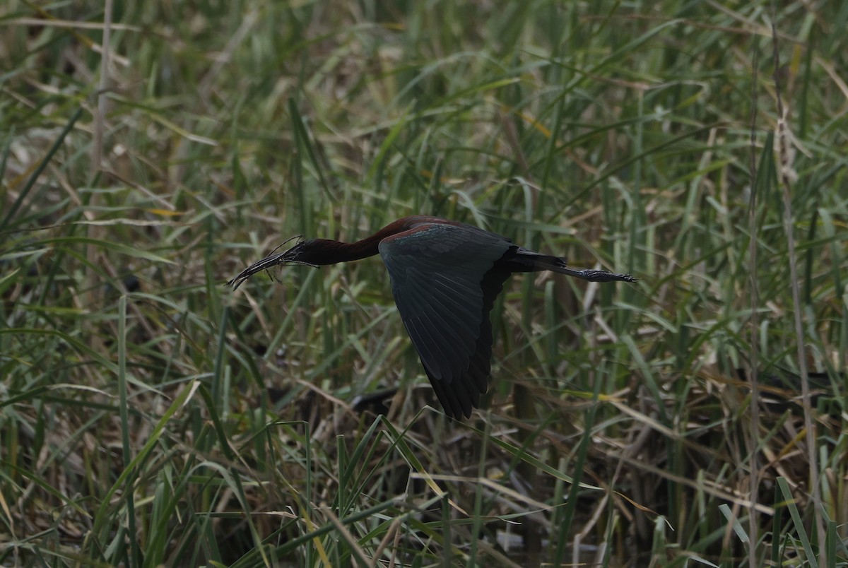 Glossy Ibis - ML638782713