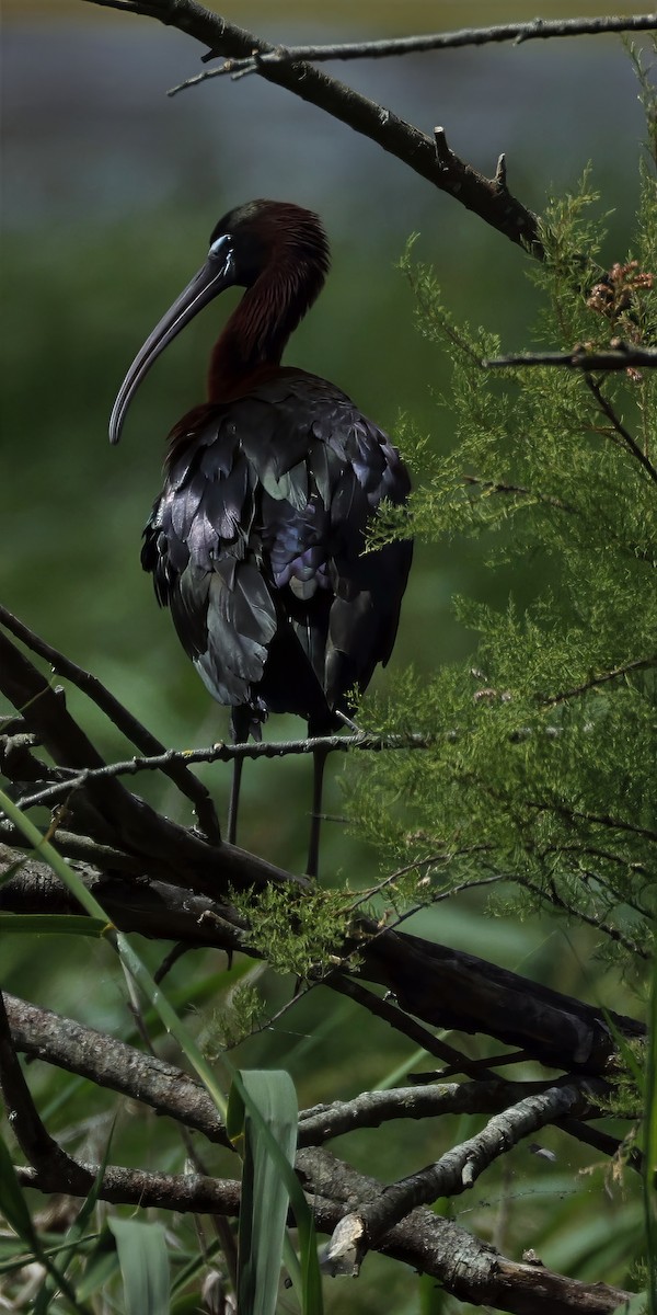 Glossy Ibis - ML638782714