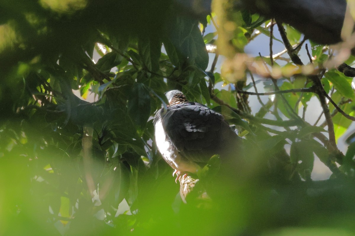 Ashy Wood-Pigeon - ML638782715