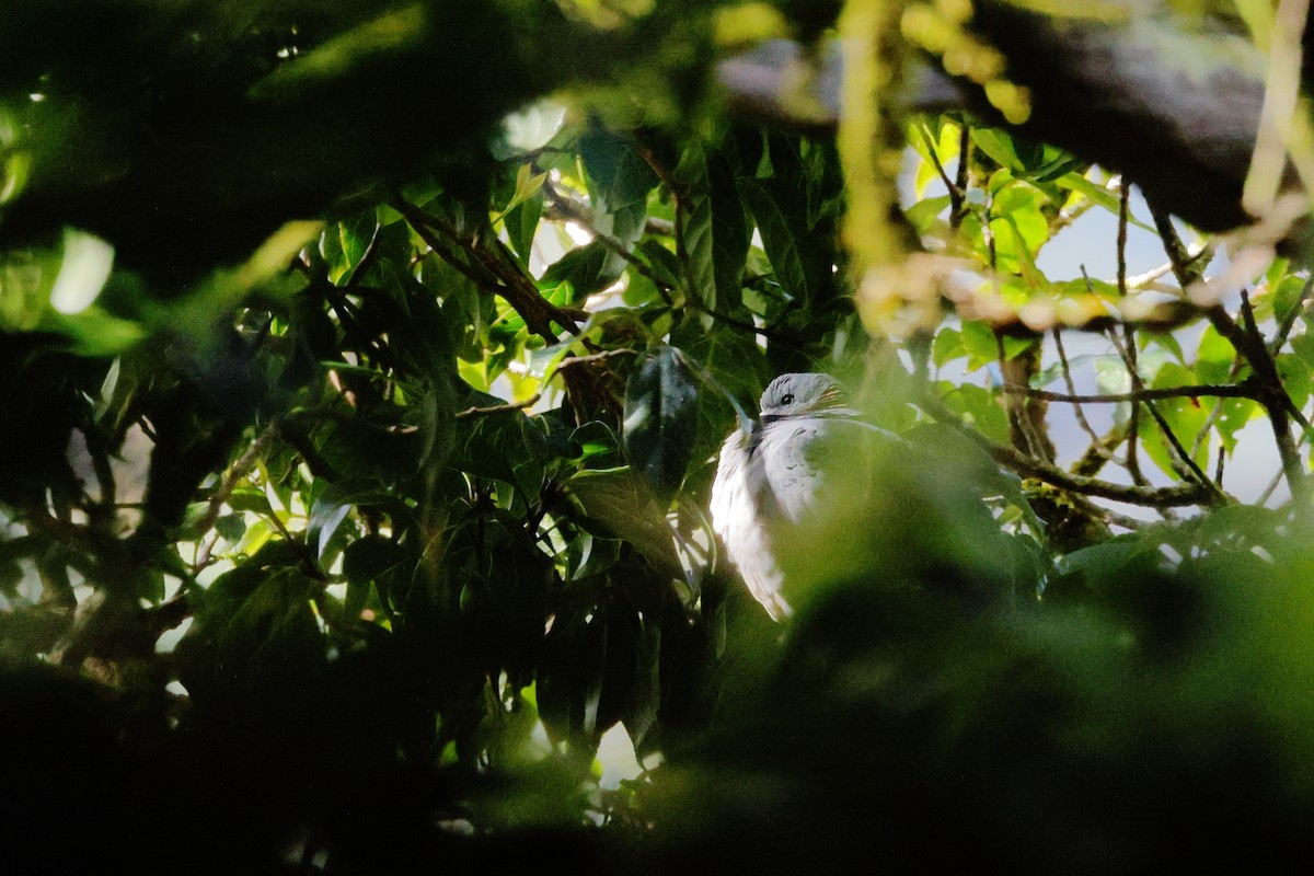 Ashy Wood-Pigeon - ML638782716