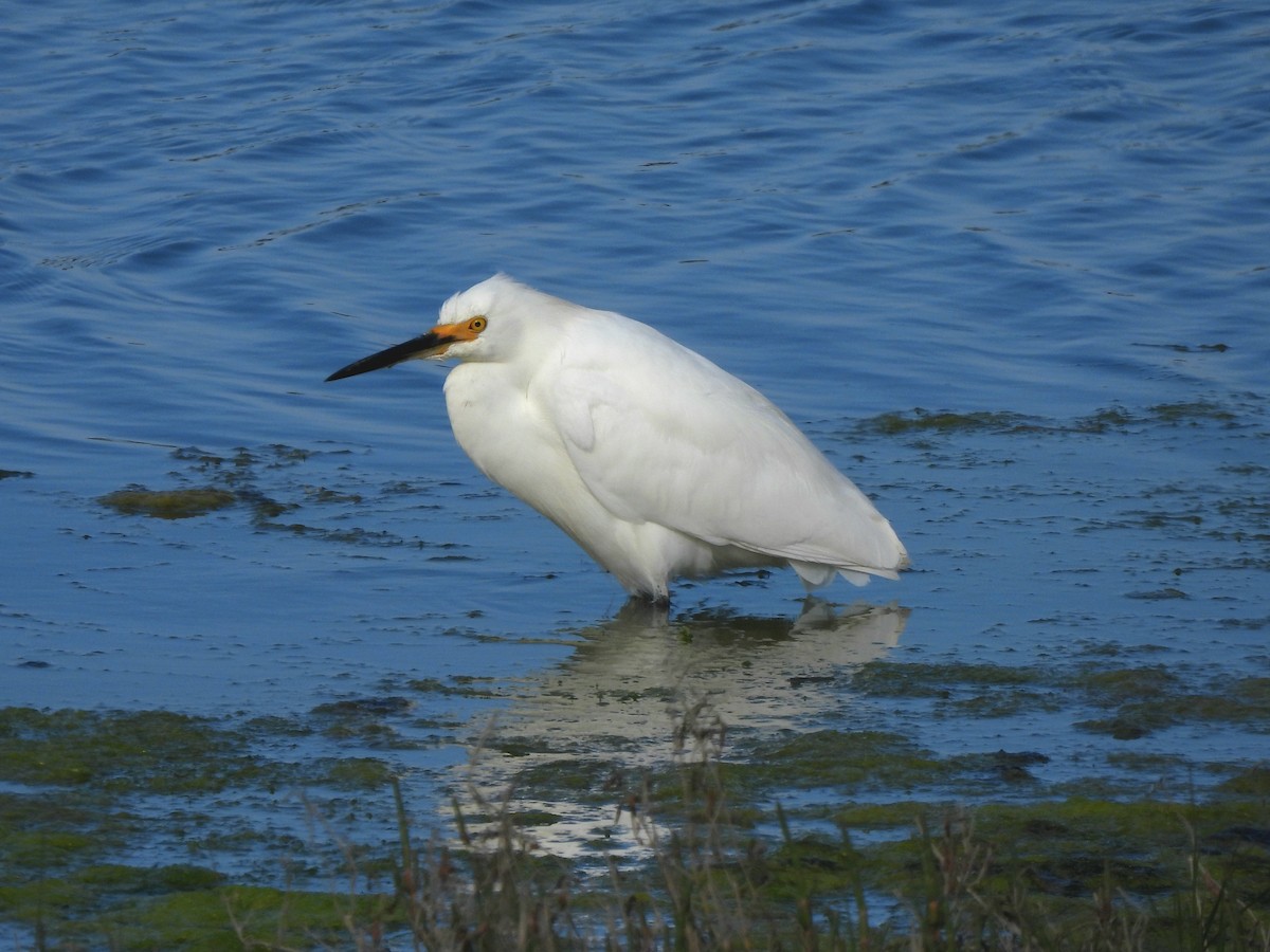 Snowy Egret - ML638782718