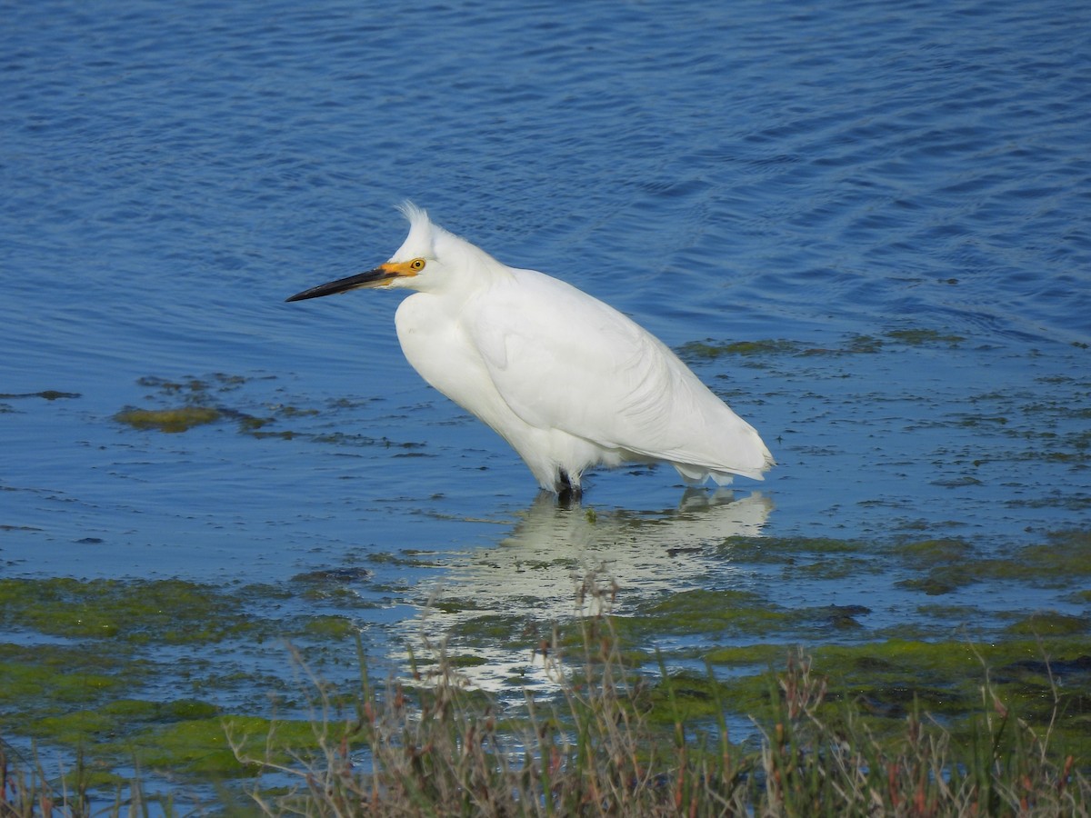 Snowy Egret - ML638782719