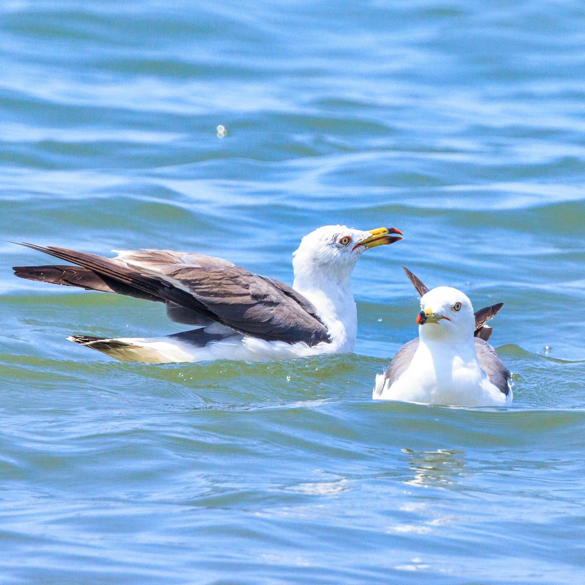 Black-tailed Gull - ML638782721