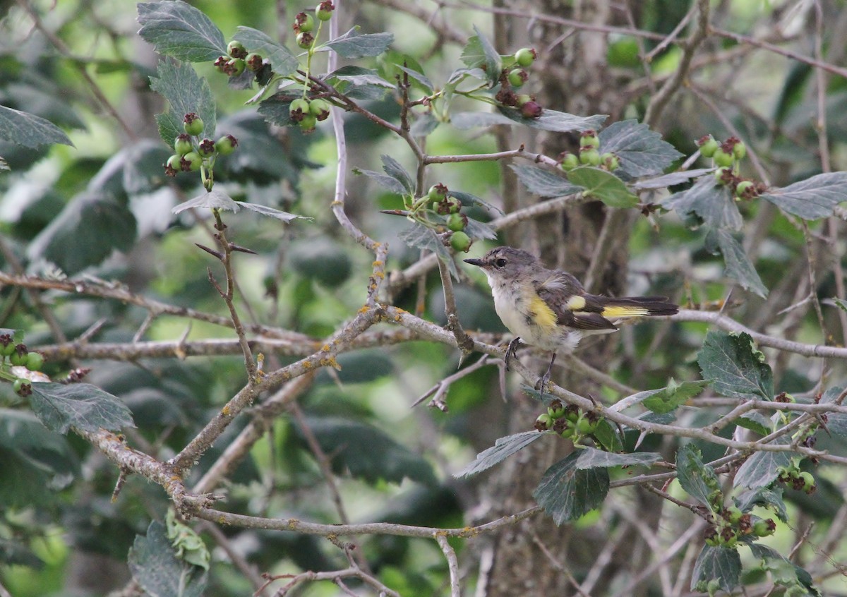 American Redstart - ML638782740
