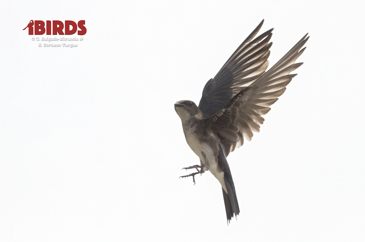 Gray-breasted Martin - ML638782742