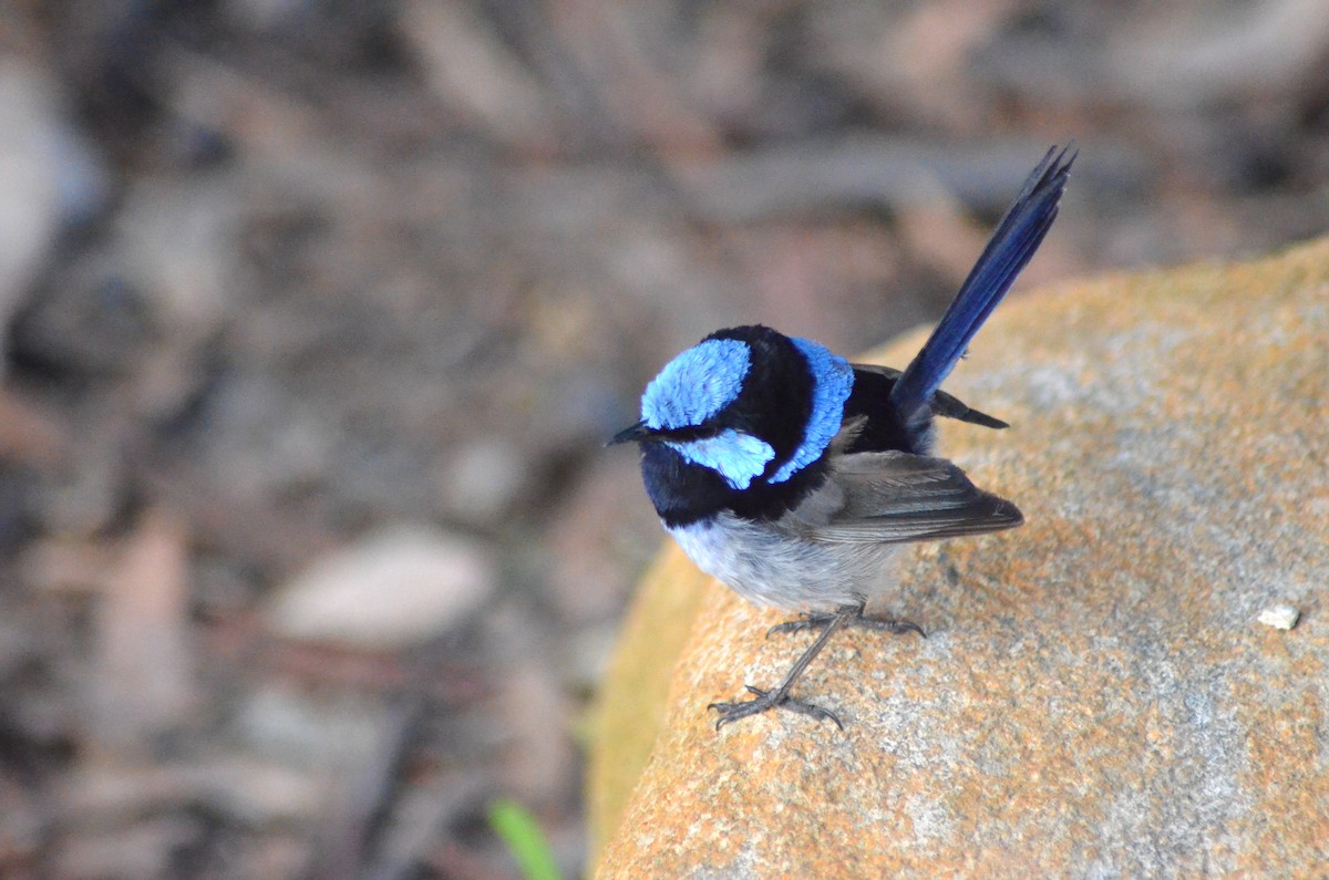 Superb Fairywren - ML638782754