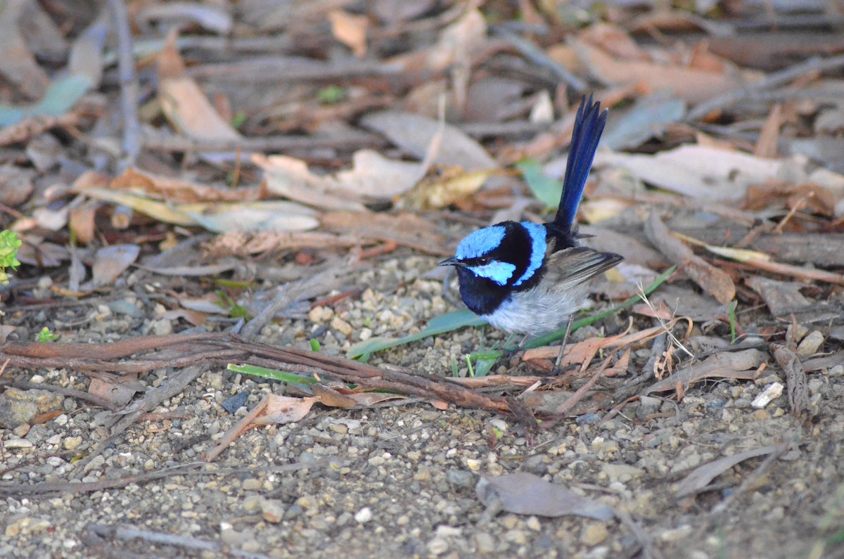 Superb Fairywren - ML638782755