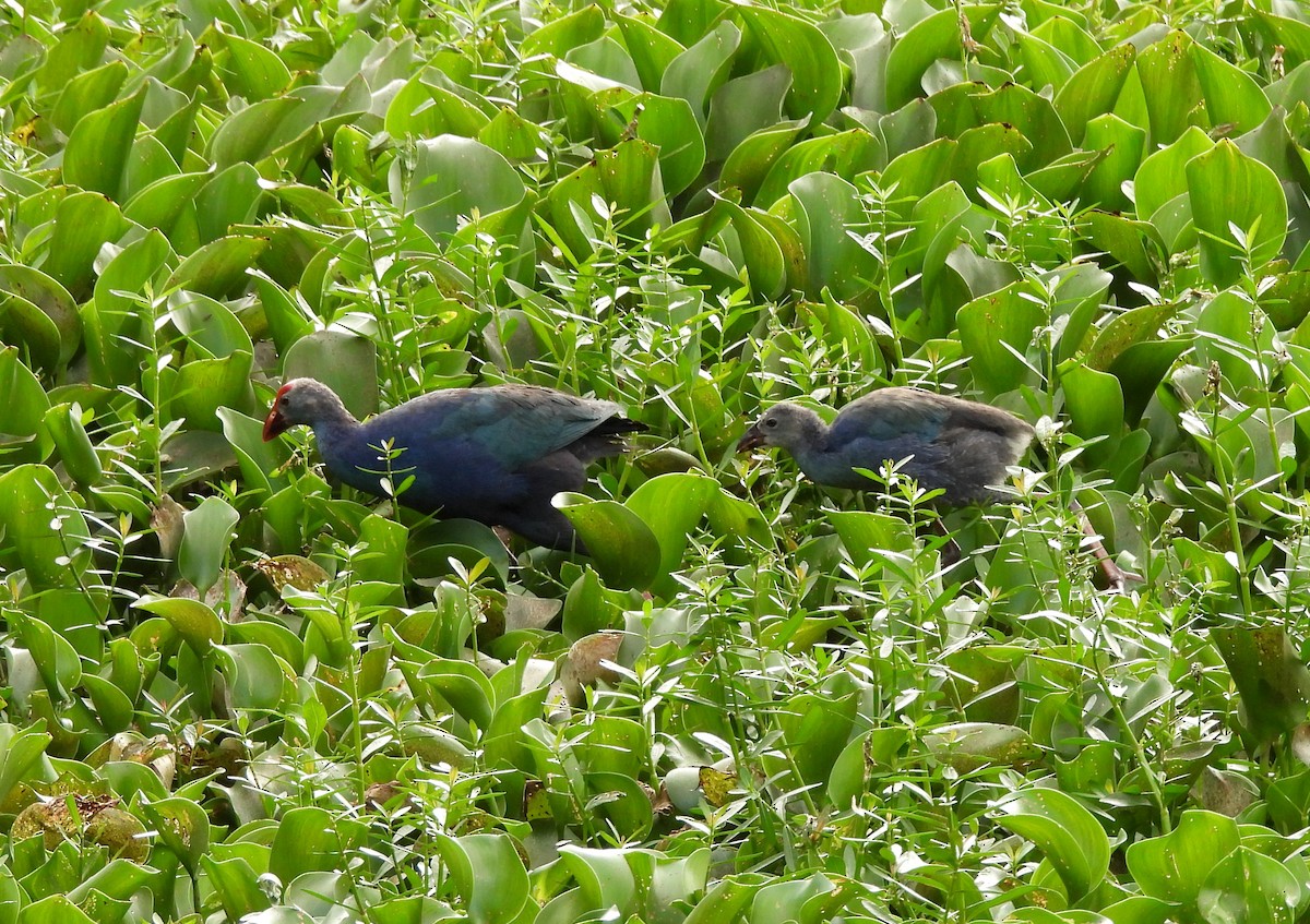 Pollo sultano testagrigia - ML638782759