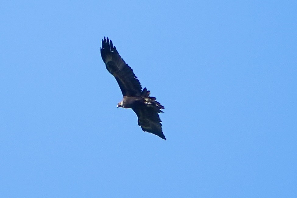 Wedge-tailed Eagle - ML638782760