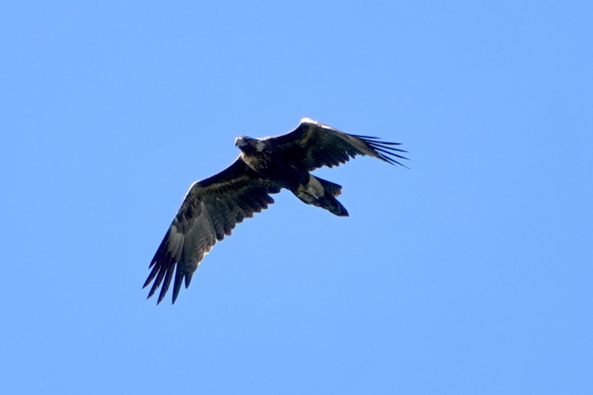 Wedge-tailed Eagle - ML638782761