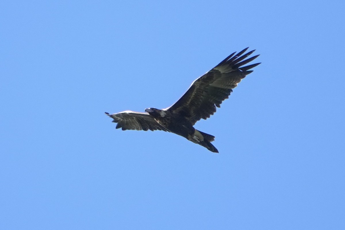 Wedge-tailed Eagle - ML638782762