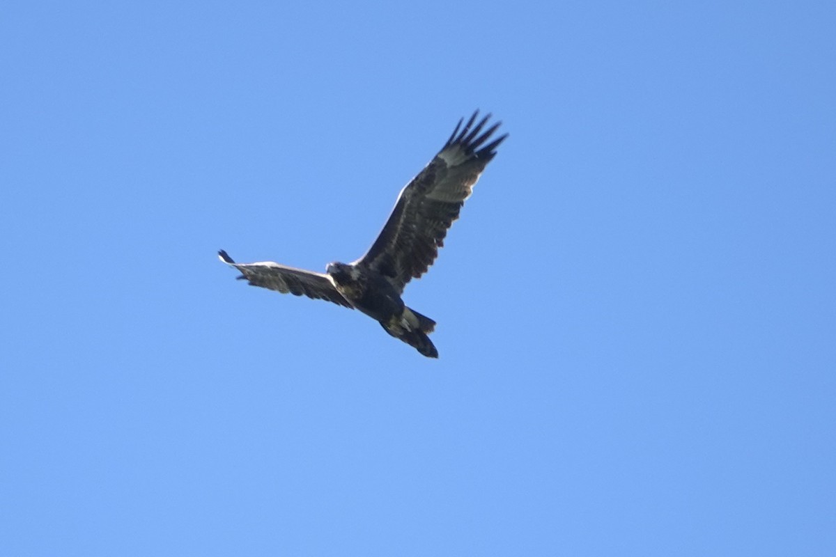 Wedge-tailed Eagle - ML638782764