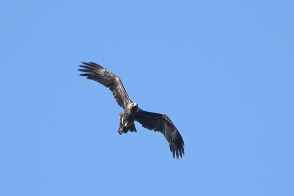 Wedge-tailed Eagle - ML638782766