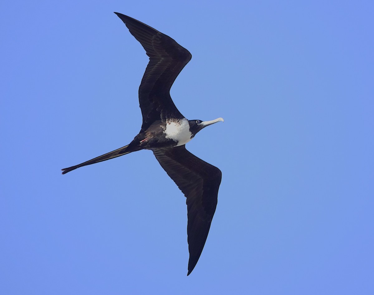 Magnificent Frigatebird - ML638782767