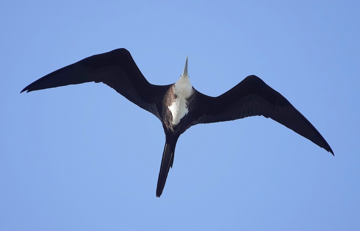 Magnificent Frigatebird - ML638782768