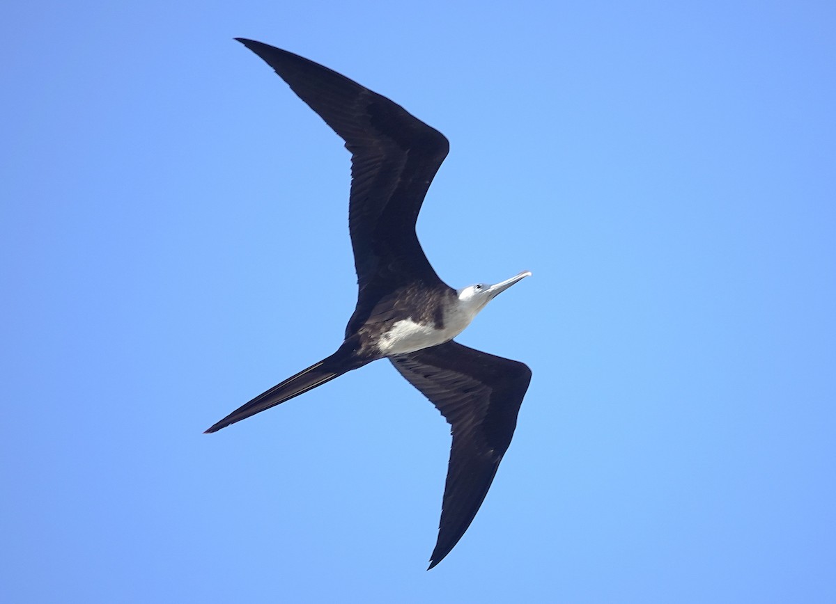 Magnificent Frigatebird - ML638782770