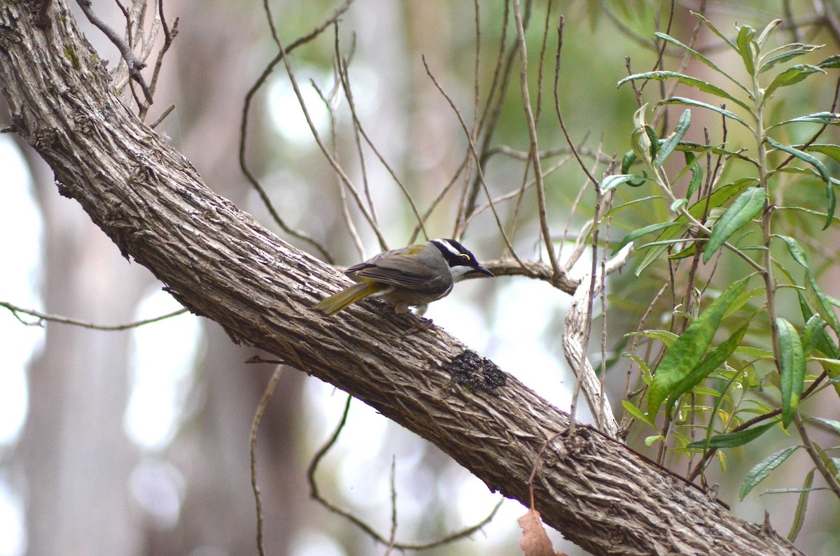 Strong-billed Honeyeater - ML638782780