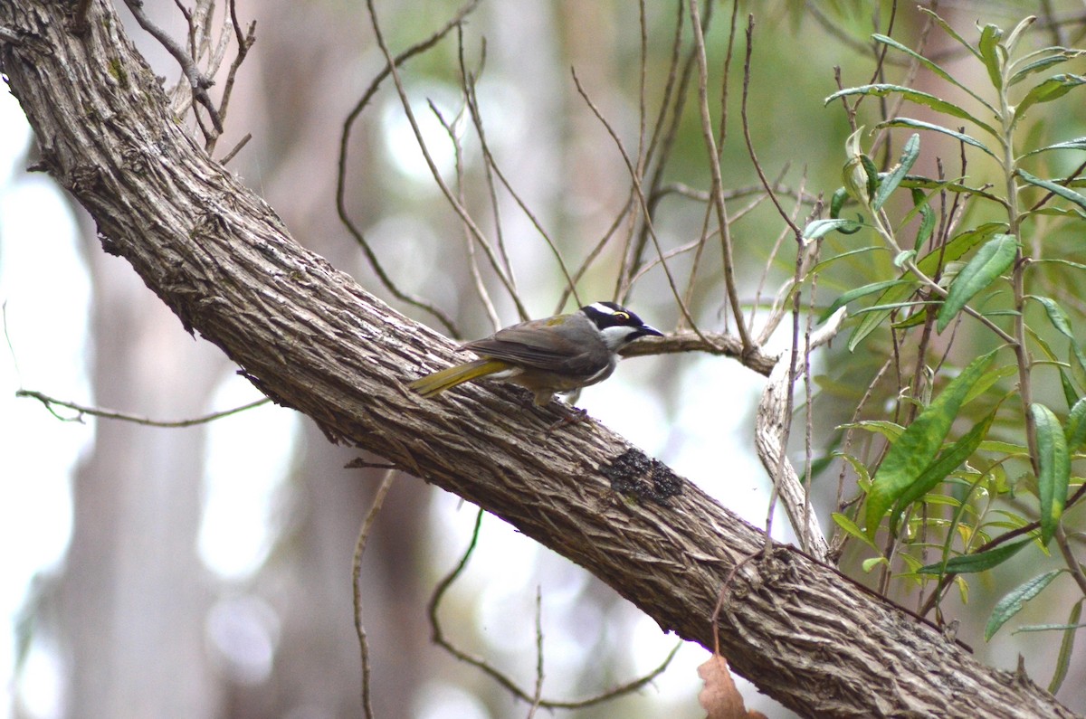 Strong-billed Honeyeater - ML638782783