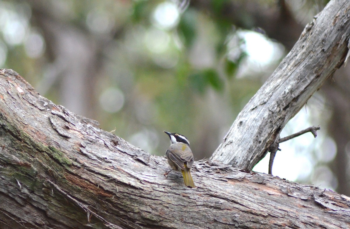 Strong-billed Honeyeater - ML638782788