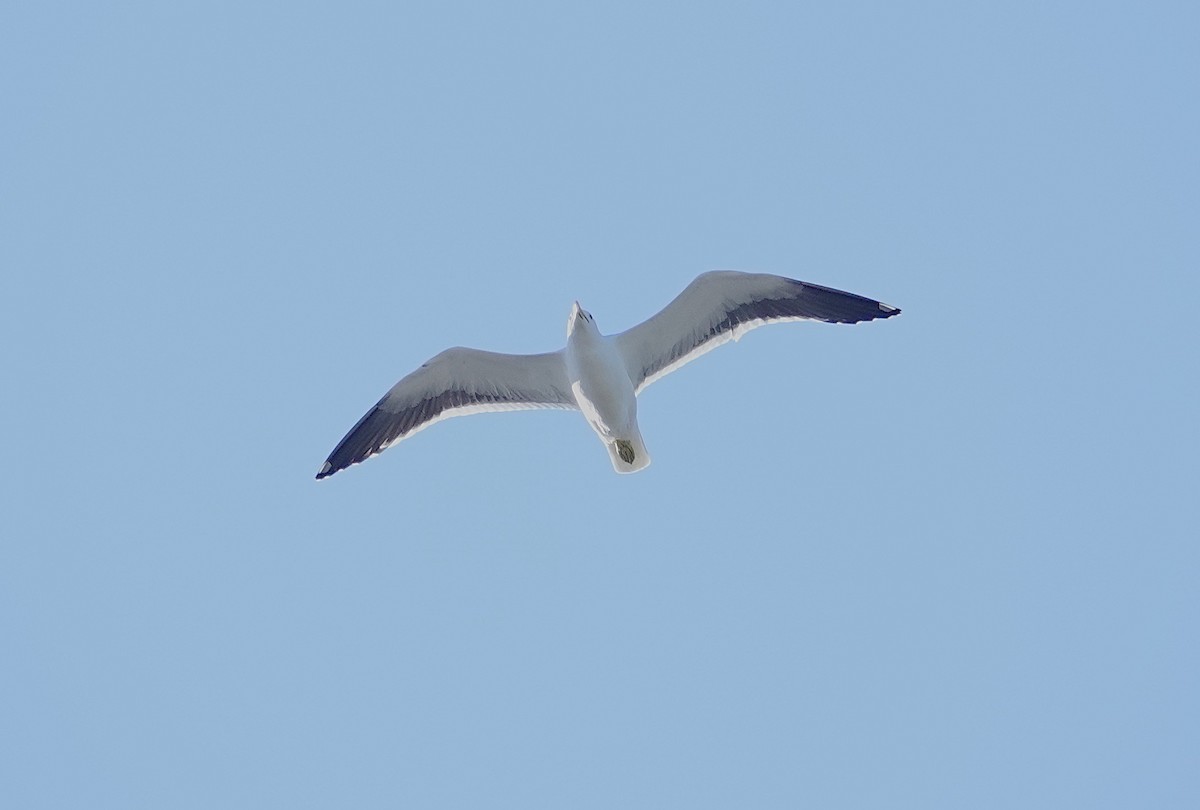 Kelp Gull - ML638782792