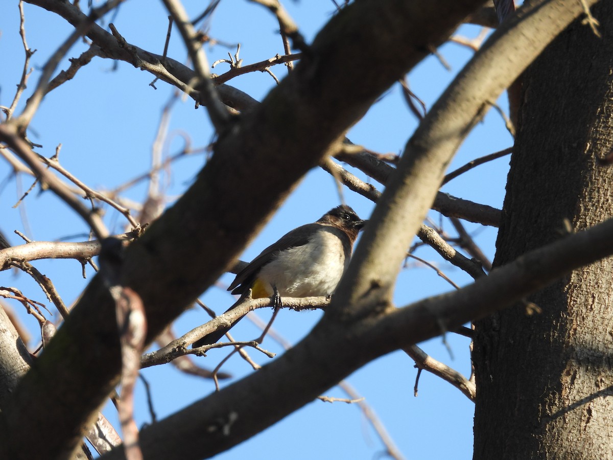 Common Bulbul (Dark-capped) - ML638782808