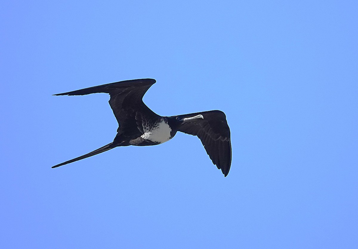 Magnificent Frigatebird - ML638782819