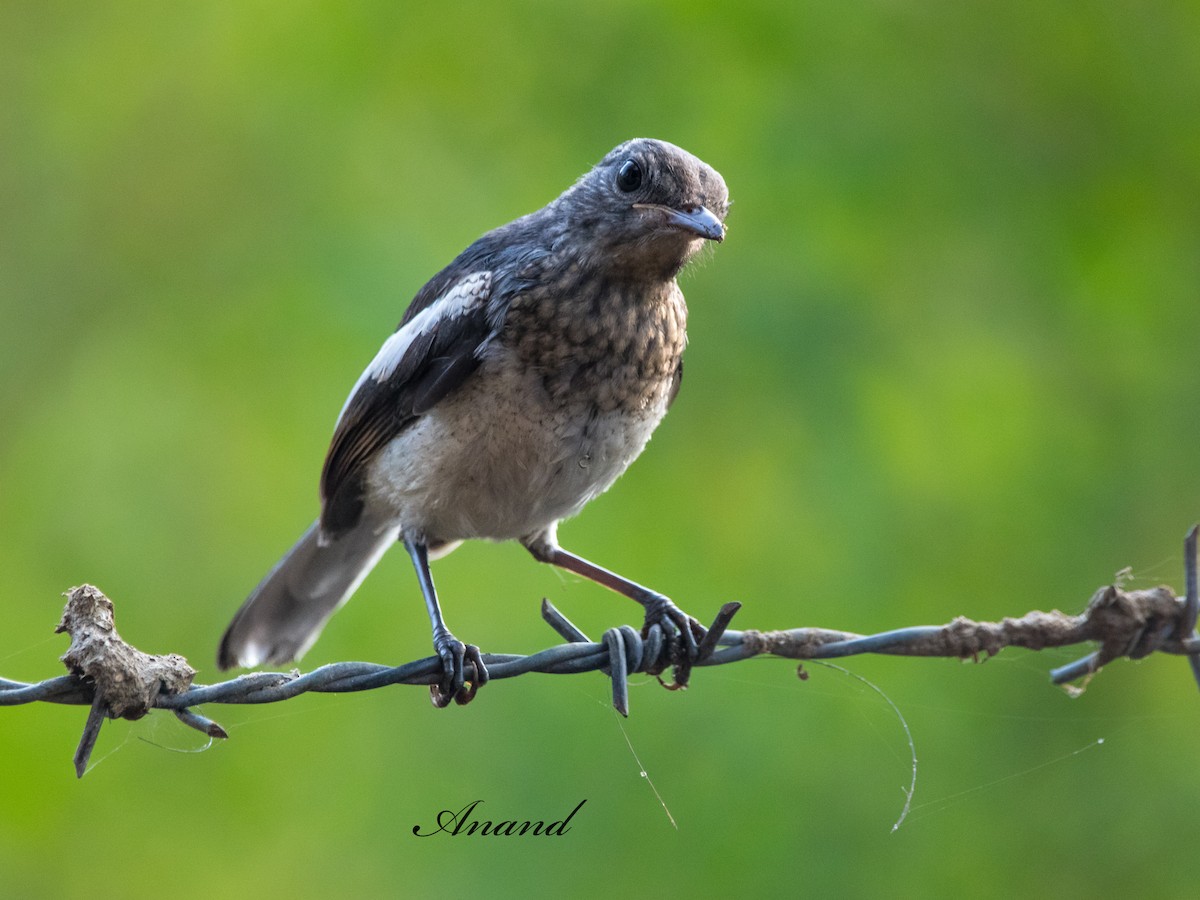 Oriental Magpie-Robin - ML638782838