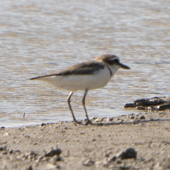 Javan Plover - ML638782868