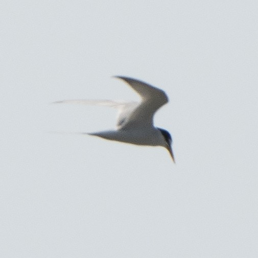 Txenadatxo arrunta - ML638782873