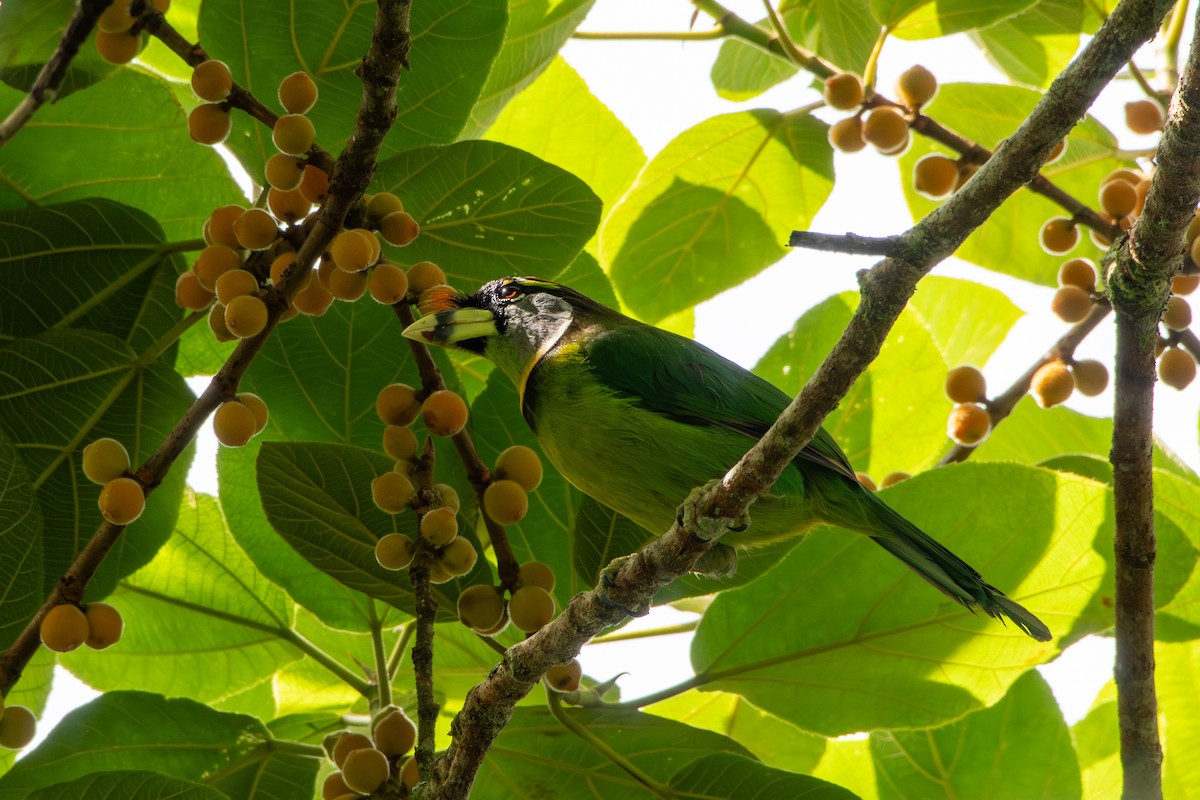 Fire-tufted Barbet - ML638782898