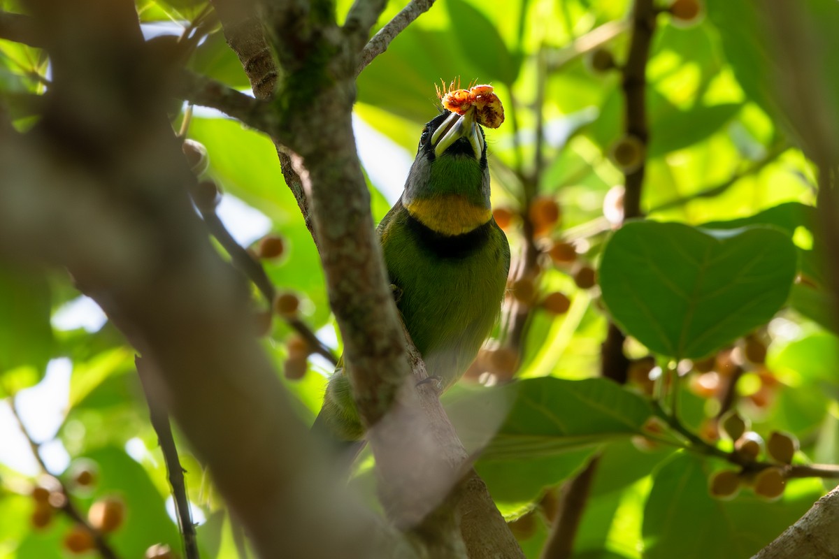 Fire-tufted Barbet - ML638782899