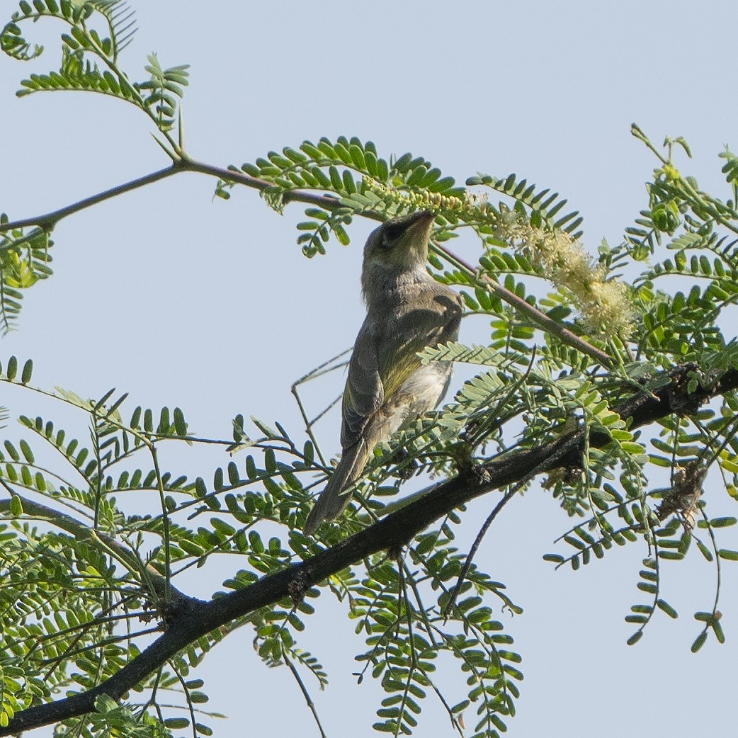 Brown Honeyeater - ML638782901