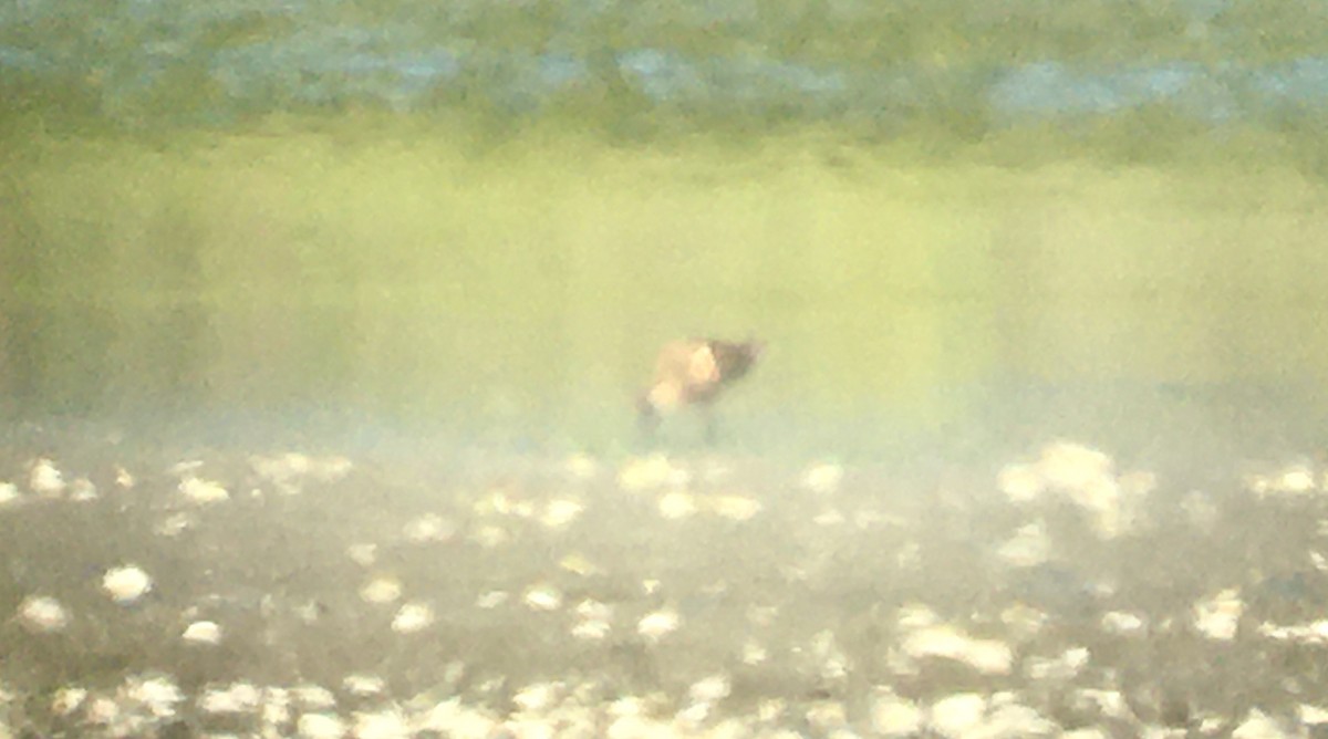 Kuliska oilagorra - ML638782902