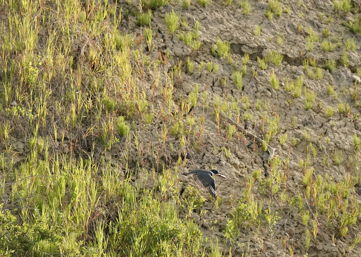 Belted Kingfisher - ML638782978