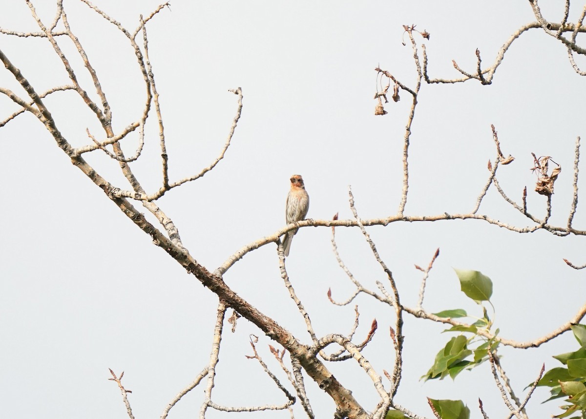 House Finch - ML638783086