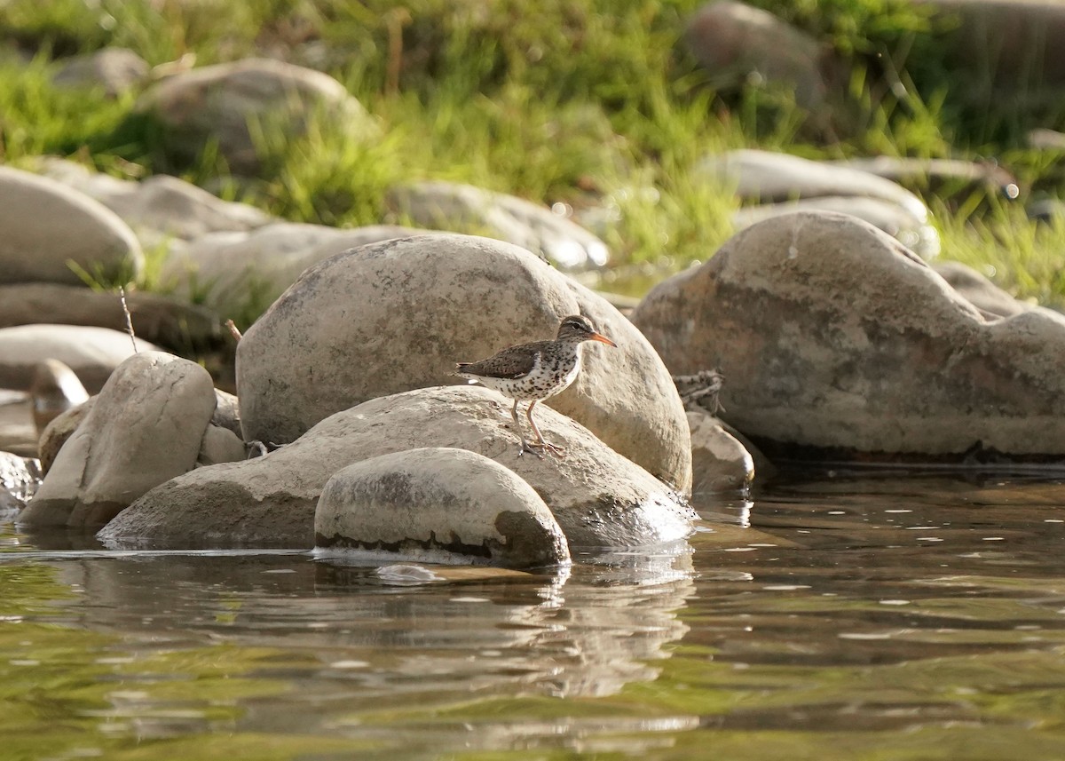 Spotted Sandpiper - ML638783106