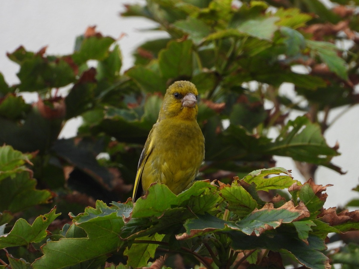 European Greenfinch - ML638783113