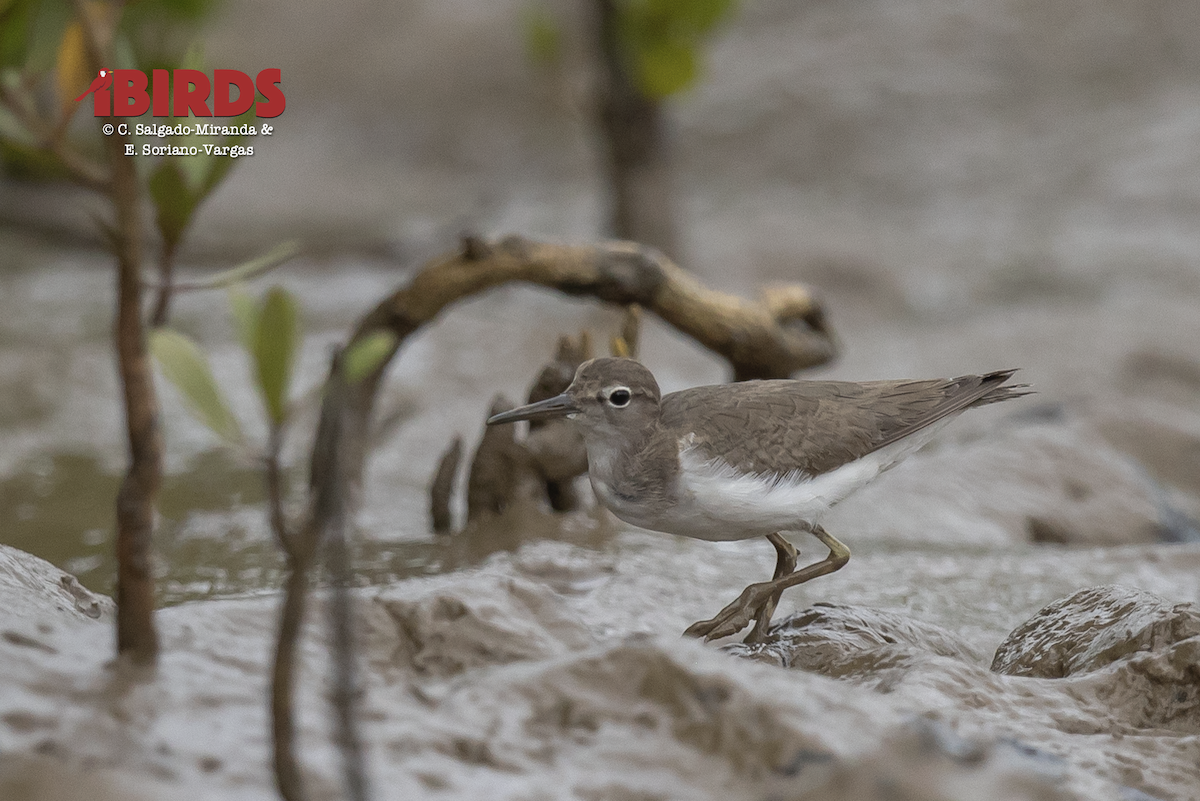 Spotted Sandpiper - ML638783116
