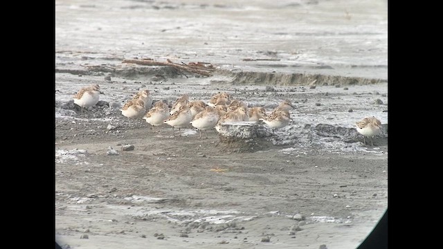 ヒレアシトウネン - ML638783140