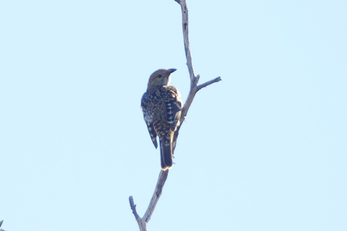 Spotted Bowerbird - ML638783146
