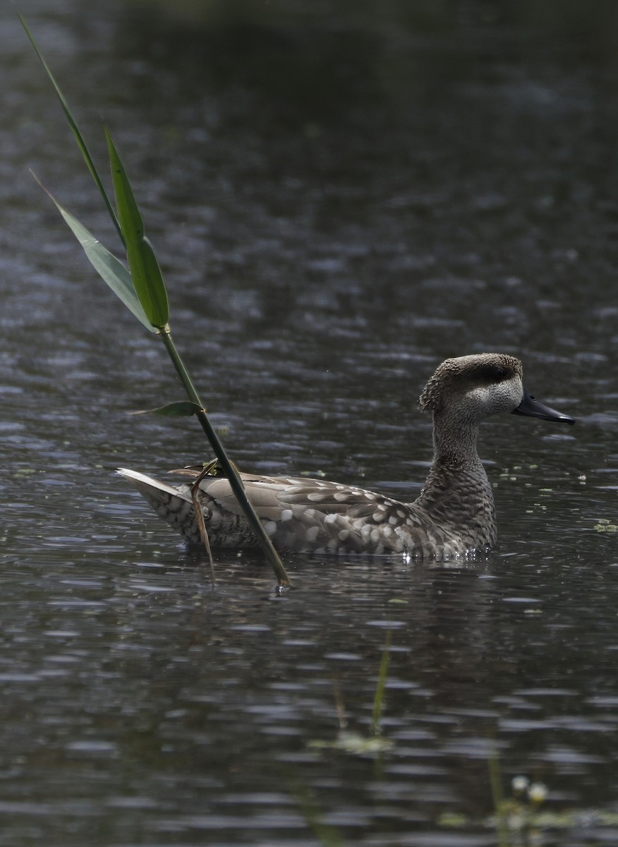 Marbled Duck - ML638783147