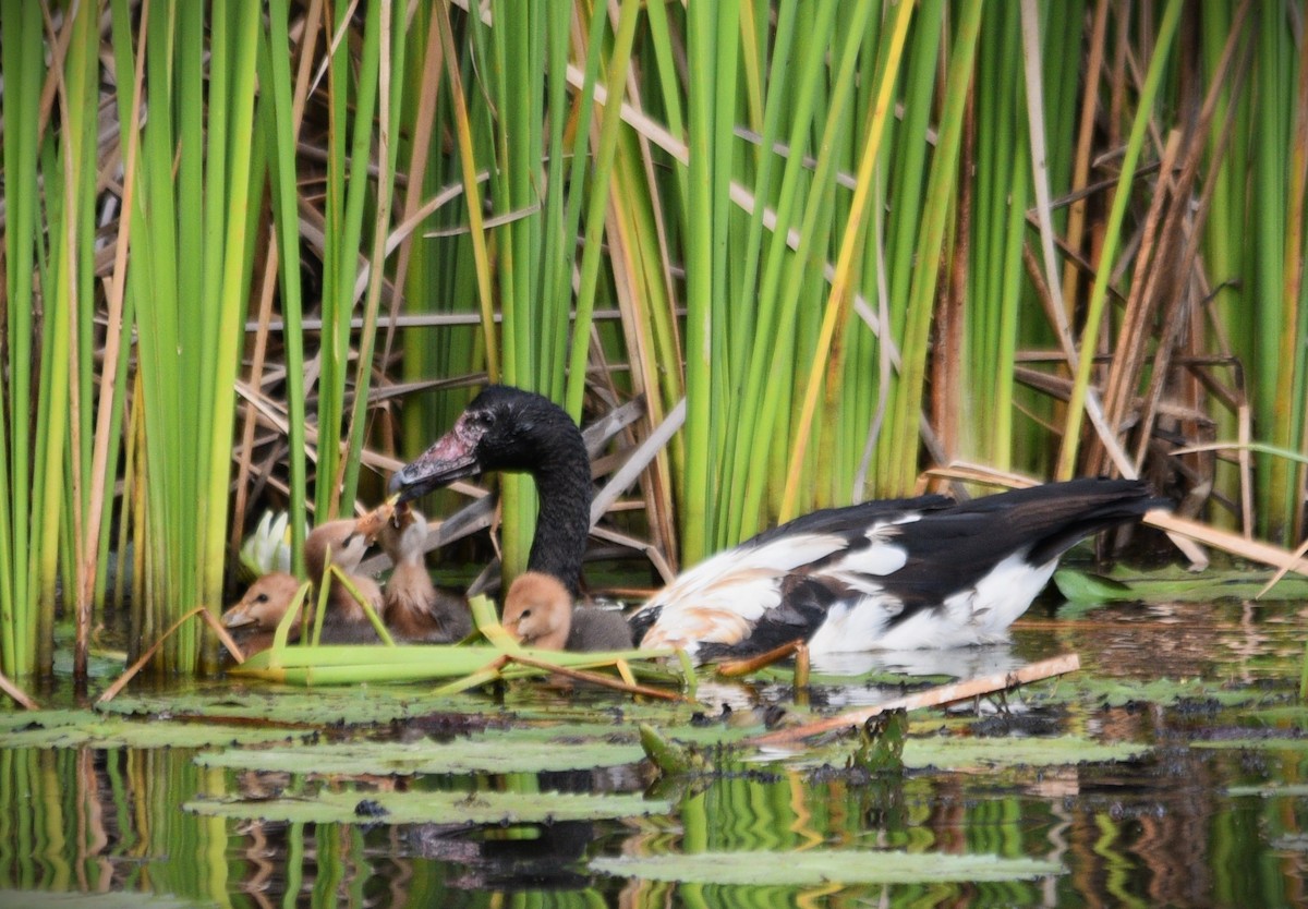 Magpie Goose - ML638783149
