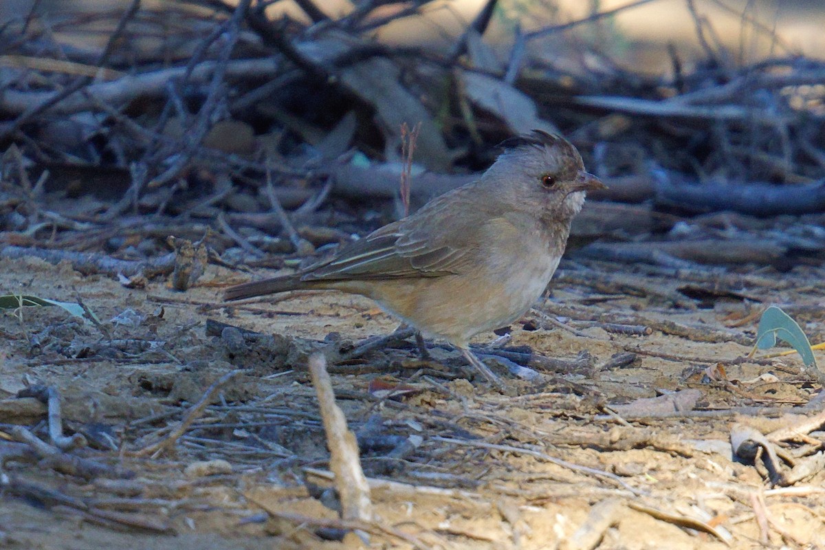 Crested Bellbird - ML638783150