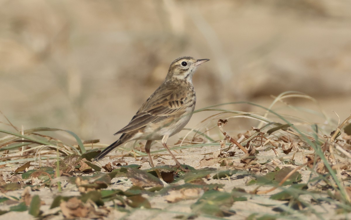 Australian Pipit - ML638783222